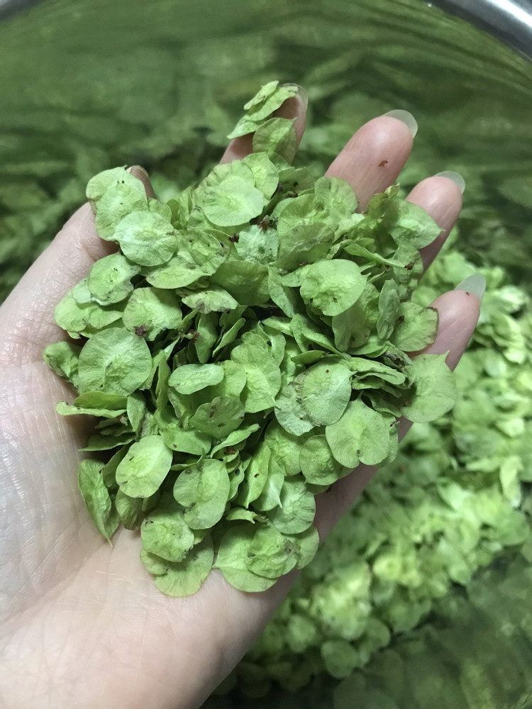 简易版之香煎榆钱的做法