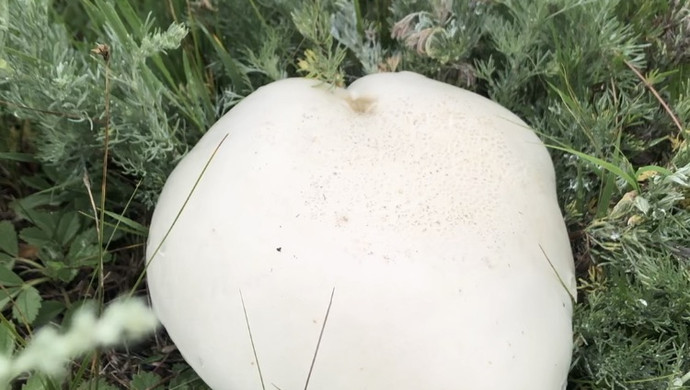 炸蘑菇酱
