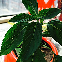 蓝颜知己（调制鸡尾酒）的做法图解3
