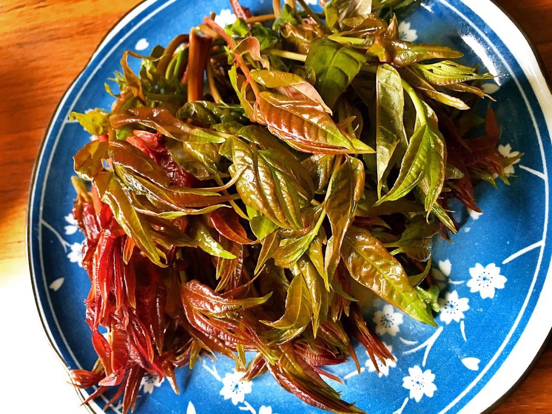 北京最嫩最香的红头香椿，第一茬采摘刚刚开始