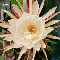 昙花炖鸡汤的做法图解1