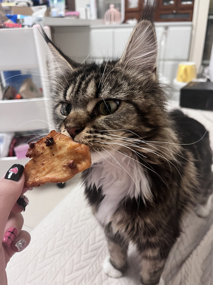 「超简单」把猫猫都馋哭的鸡胸肉干！！！的做法