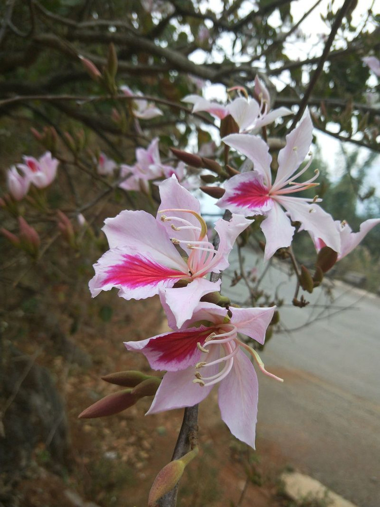 云南镇康凉拌白露花的做法