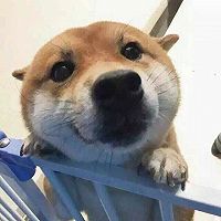 糖醋排骨的做法图解4