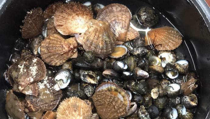 自己捡的海螺
