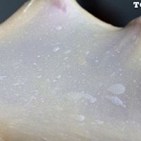 平底锅红豆小餐包的做法图解3