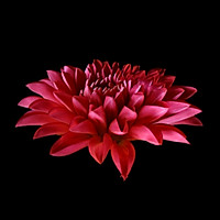 自己做的麻花的做法图解3