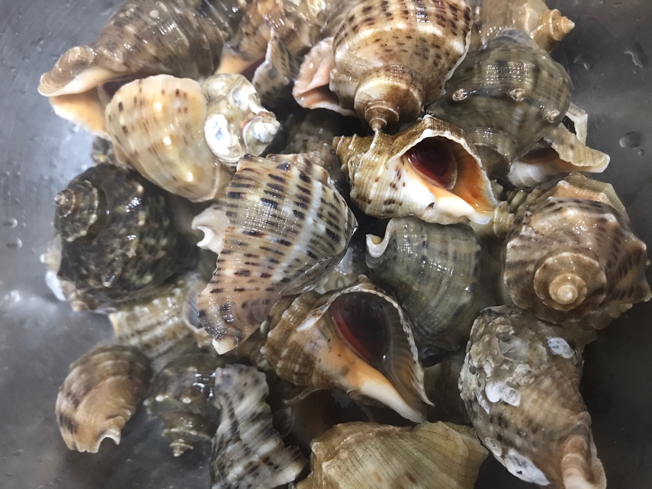 水煮海螺怎么做_水煮海螺的做法_纳木措畔的曼陀罗_豆果美食