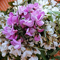 蒸槐花的做法图解1