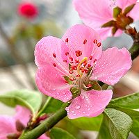 #吃出健康，解决假胖#桃花茶的做法图解1