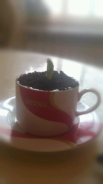 盆栽咖啡的做法