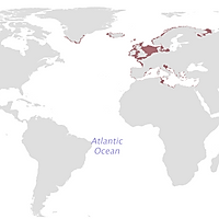 豆豉北大西洋欧鲽鱼的做法图解1