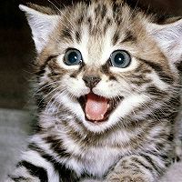 青苹果味布丁的做法图解6