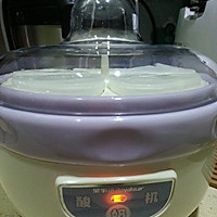 酸奶机自制酸奶的做法图解2