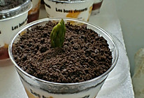 芒果酸奶仙草冻盆栽的做法