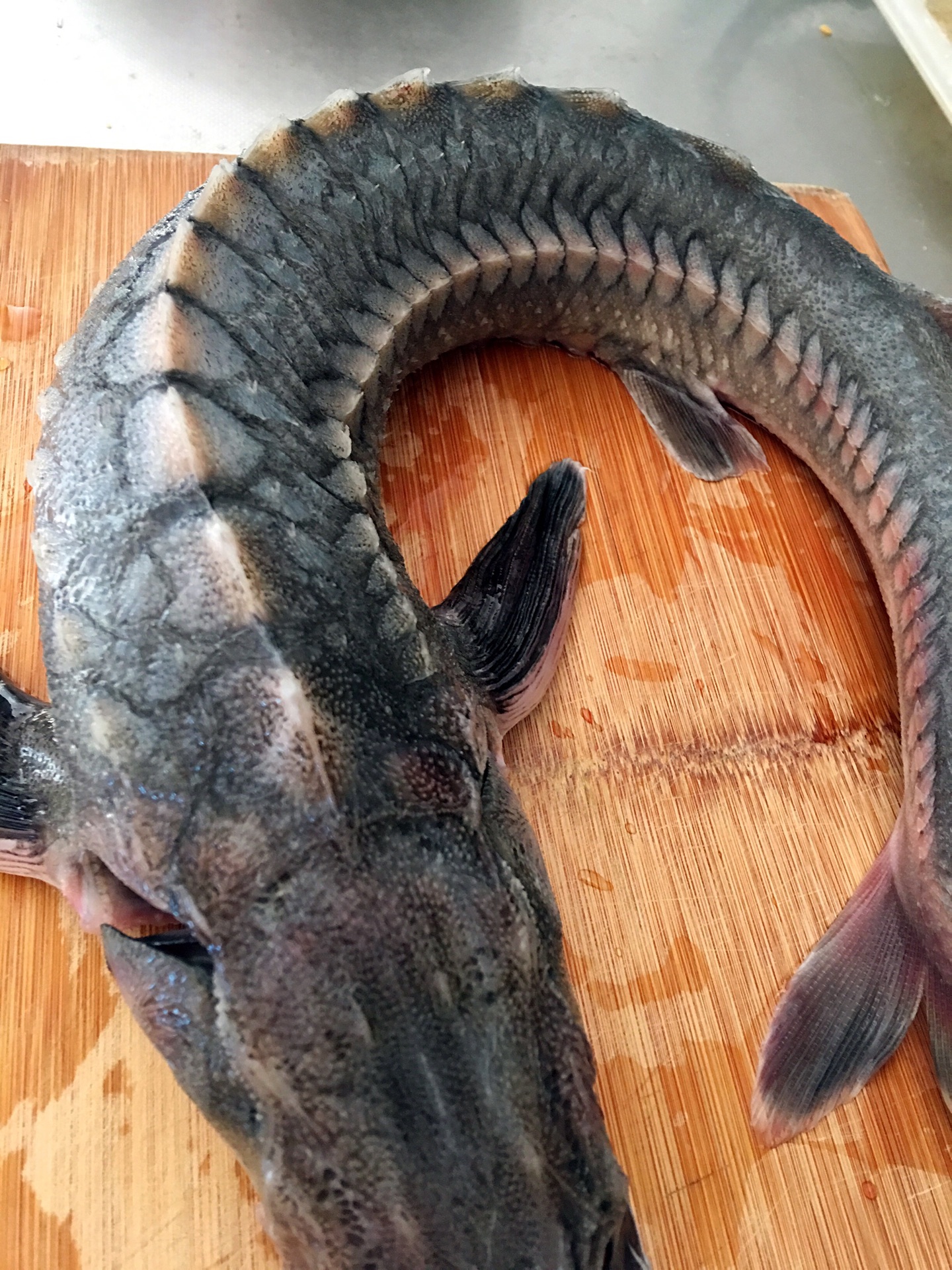 食物食材鱼干咸鱼海鱼干摄影图配图高清摄影大图-千库网