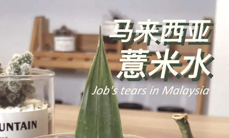 【马来西亚薏米水】自制网红饮品，消暑祛湿美白养颜！的做法