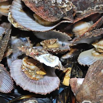 干蒸海虹、扇贝