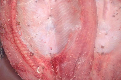 腌制腊鱼