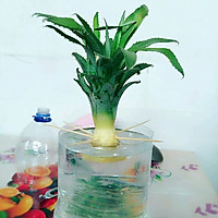 清新水培菠萝的做法图解4