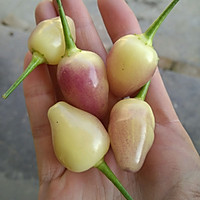 酱油泡五彩椒的做法图解2