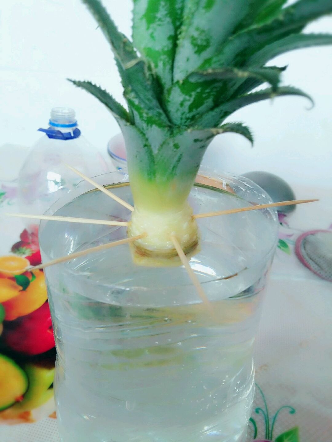 菠萝怎么种植水培,水培菠萝,菠萝头怎么水培_文秘苑图库