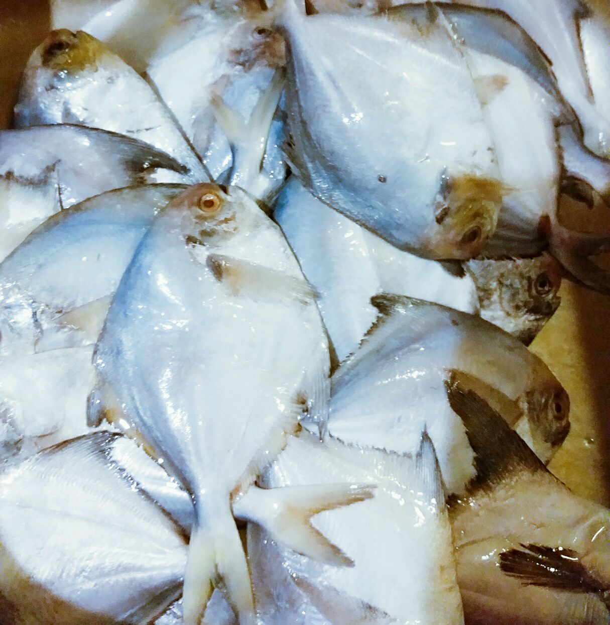 剁椒蒸平鱼怎么做 剁椒蒸平鱼的做法 优雅的长围巾 豆果美食