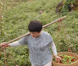 农村地道老坛酸辣椒，湘菜经典配料的做法