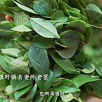 乌米饭 | 江南人家的「黑暗料理」，那叫一个香甜糯的做法图解1