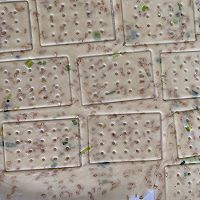 香葱苏打饼干的做法图解6