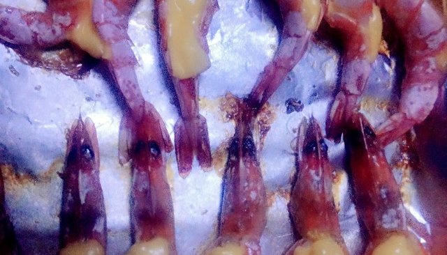 芝士（蒜茸）烤虾的做法