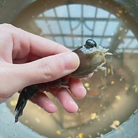 白灼罗氏虾（虾的前期处理）的做法图解3