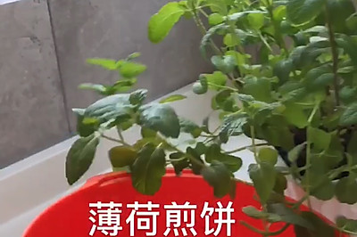 薄荷煎饼