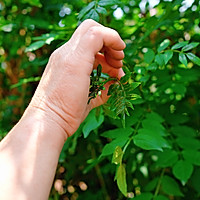 花椒芽拌豆腐的做法图解2