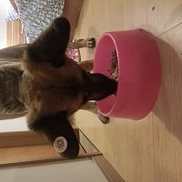 多彩狗狗营养餐的做法图解8
