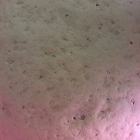 肉包子的做法图解11