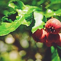 酸甜可口零添加的桂花山楂糕#中秋宴，名厨味#的做法图解1