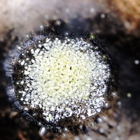 干饭人最爱的尖椒炒香干的做法图解3