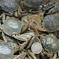 香辣蟹铜钱蟹河蟹一元蟹麻辣干锅蟹 成品的做法图解1