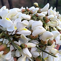槐花肉馅水饺-野菜篇的做法图解1