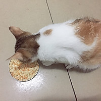 自制猫饭的做法图解6