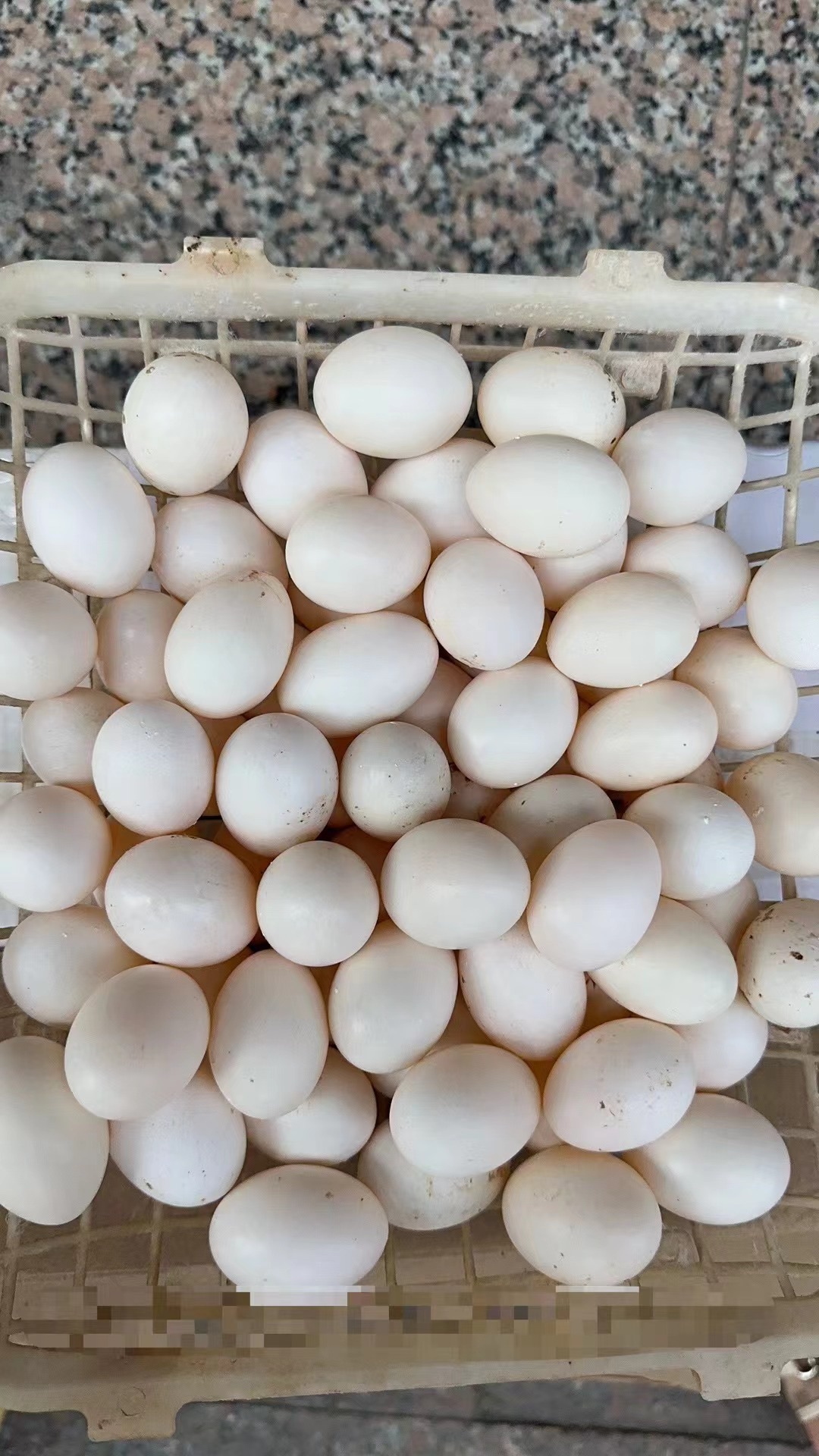 正常发货朴园新鲜鸽子蛋30枚顺丰包邮农家鸽子蛋放飞白鸽营养鸽蛋_虎窝淘