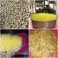 天然无添加麦芽糖的做法图解1