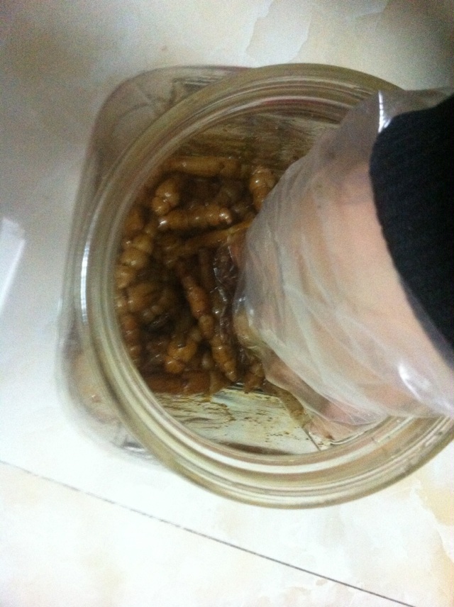 腌地环（地葫芦）的做法图解9