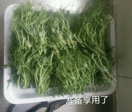 无土栽培豌豆苗的做法