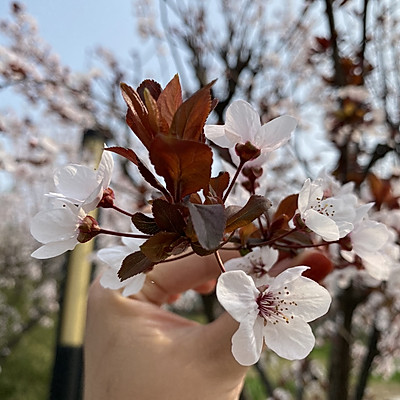 春日里的腌笃鲜