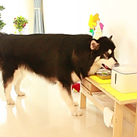 宠物生日蛋糕的做法图解12