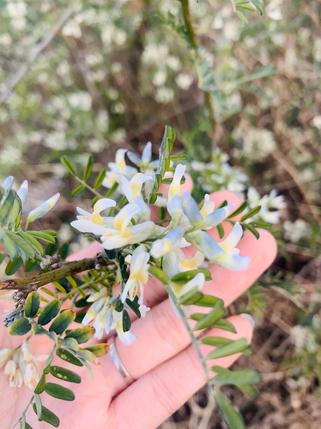 苦刺花炒鸡蛋