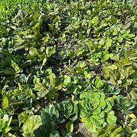 青菜香菇包的做法图解1