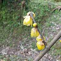 自制梅花茶的做法图解2